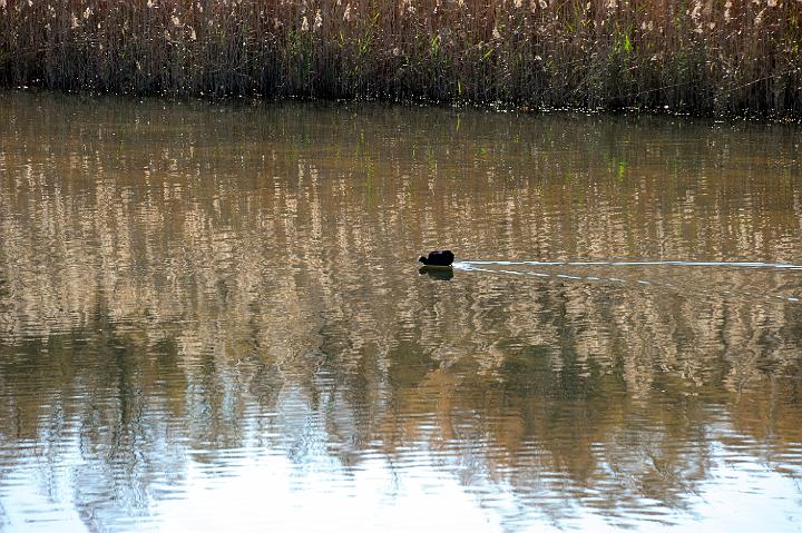 1Saline di Priolo 16.1.2011 (88).jpg